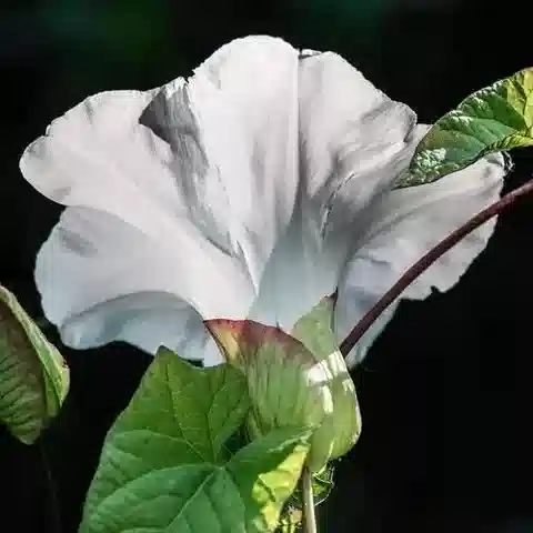 نبات الكاليستيجيا silvatica subsp. silvatica في بيئته الطبيعية