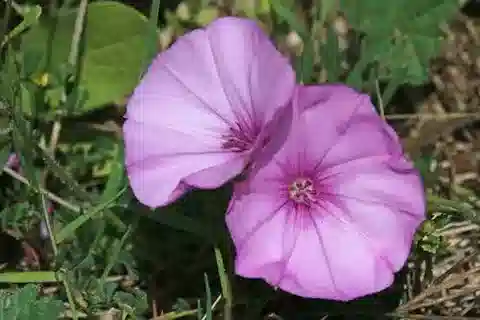 نبات العُلَّيق althaeoides subsp. althaeoides في بيئته الطبيعية