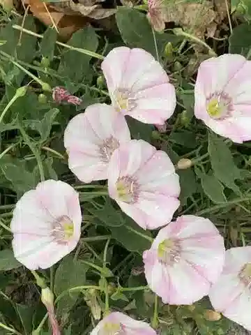 نبات العُلَّيق arvensis في بيئته الطبيعية