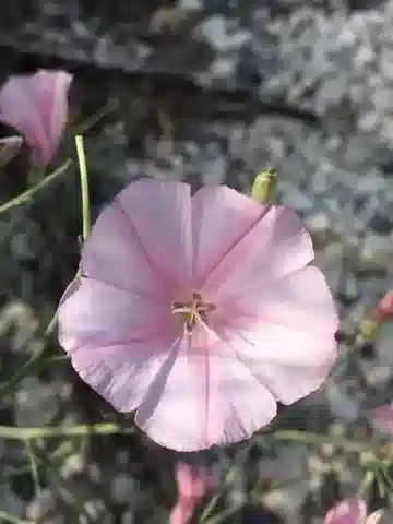 نبات العُلَّيق dorycnium subsp. dorycnium في بيئته الطبيعية