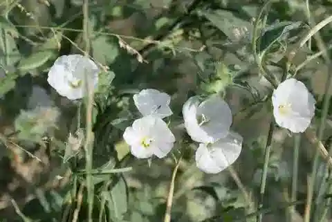 نبات العُلَّيق glomeratus var. glomeratus في بيئته الطبيعية