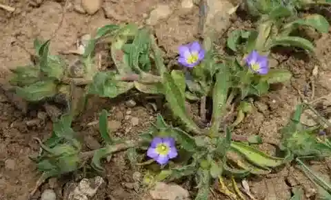 نبات العُلَّيق humilis في بيئته الطبيعية