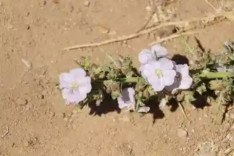نبات العُلَّيق hystrix subsp. hystrix في بيئته الطبيعية