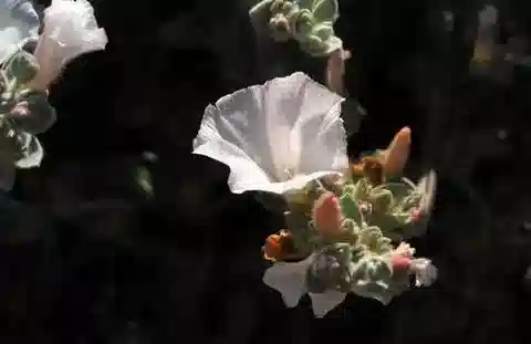 نبات العُلَّيق lanatus في بيئته الطبيعية