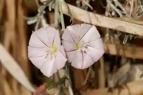نبات العُلَّيق oleifolius var. oleifolius في بيئته الطبيعية