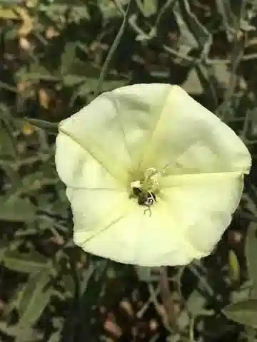نبات العُلَّيق palaestinus في بيئته الطبيعية