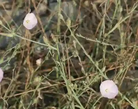 نبات العُلَّيق pilosellifolius var. pilosellifolius في بيئته الطبيعية