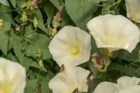 نبات العُلَّيق scammonia في بيئته الطبيعية