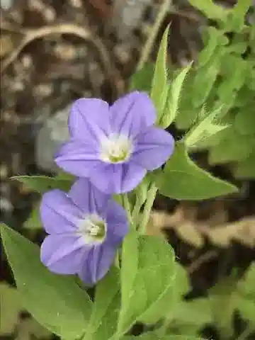 نبات العُلَّيق siculus subsp. siculus في بيئته الطبيعية