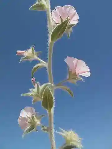 نبات العُلَّيق spicatus في بيئته الطبيعية