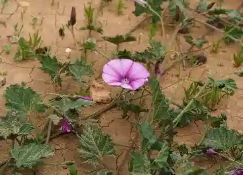 نبات العُلَّيق stachydifolius var. villosus في بيئته الطبيعية
