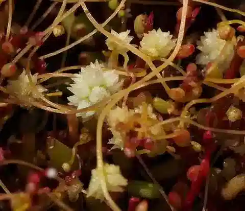 نبات الحامول brevistyla في بيئته الطبيعية