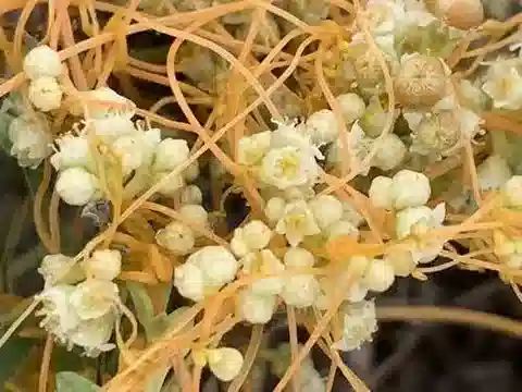 نبات الحامول campestris في بيئته الطبيعية