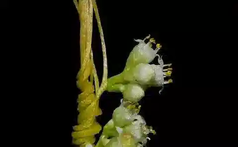 نبات الحامول chinensis var. chinensis في بيئته الطبيعية