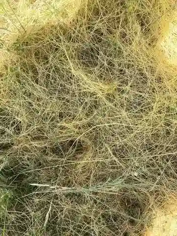 نبات الحامول epilinum في بيئته الطبيعية