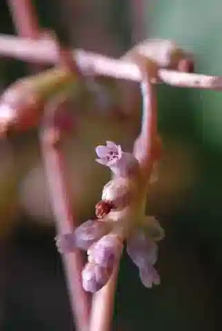 نبات الحامول monogyna subsp. monogyna في بيئته الطبيعية