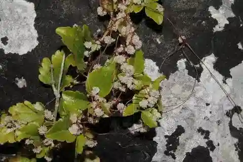 نبات الحامول palaestina var. palaestina في بيئته الطبيعية