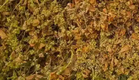 نبات الحامول pedicellata في بيئته الطبيعية
