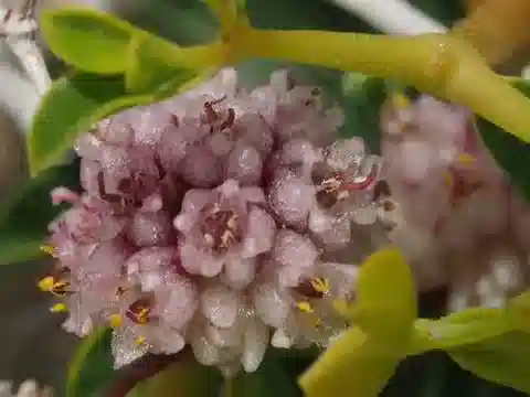 نبات الحامول planiflora var. planiflora في بيئته الطبيعية