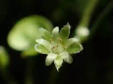 نبات الديكوندرا micrantha في بيئته الطبيعية