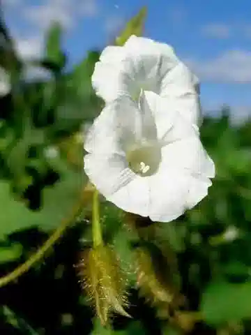 نبات ديستيماكي aegyptius في بيئته الطبيعية