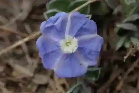 نبات إيفولفولوس alsinoides في بيئته الطبيعية