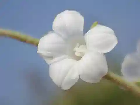 نبات مجد الصباح biflora في بيئته الطبيعية