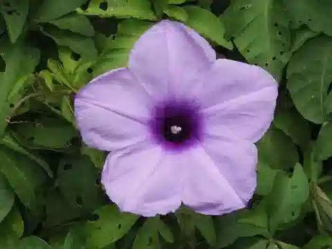 نبات مجد الصباح cairica في بيئته الطبيعية