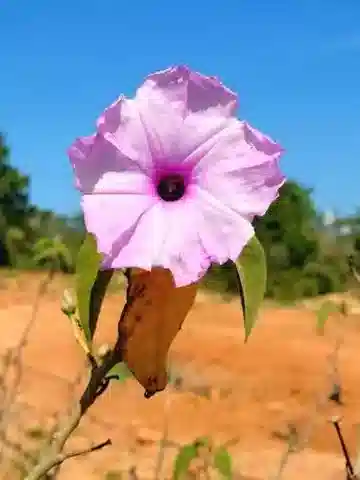 نبات مجد الصباح carnea في بيئته الطبيعية