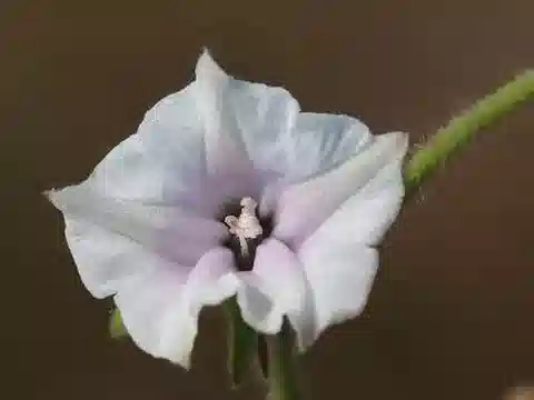 نبات مجد الصباح eriocarpa في بيئته الطبيعية