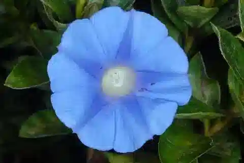 نبات مجد الصباح hederacea في بيئته الطبيعية