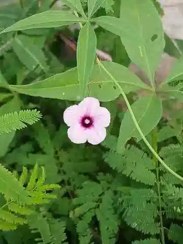 نبات مجد الصباح heptaphylla في بيئته الطبيعية