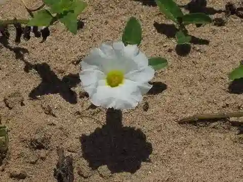 نبات مجد الصباح imperati في بيئته الطبيعية