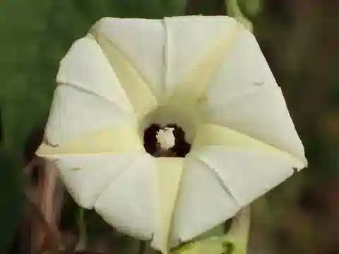 نبات مجد الصباح obscura في بيئته الطبيعية