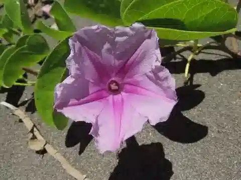 نبات مجد الصباح pes-caprae subsp. brasiliensis في بيئته الطبيعية