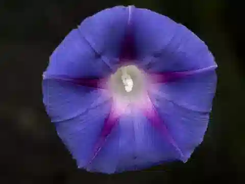 نبات مجد الصباح purpurea في بيئته الطبيعية