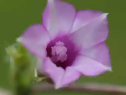 نبات مجد الصباح triloba في بيئته الطبيعية