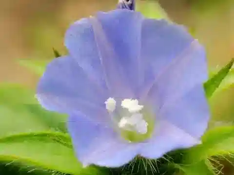 نبات جاكيمونتيا tamnifolia في بيئته الطبيعية