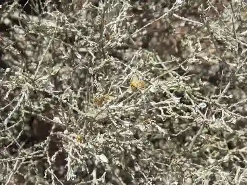 نبات السيديرا arabica في بيئته الطبيعية