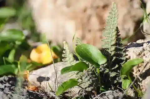 نبات الكوسنتينيا الصوفية في بيئته الطبيعية
