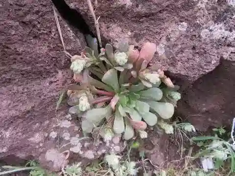نبات الروزولاريا lineata في بيئته الطبيعية