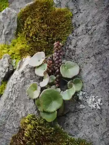 نبات السُّرة botryoides في بيئته الطبيعية