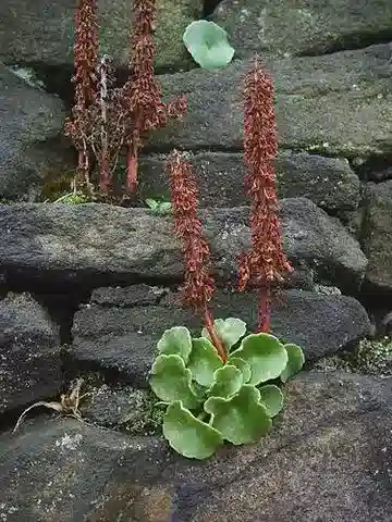 نبات السُّرة rupestris في بيئته الطبيعية