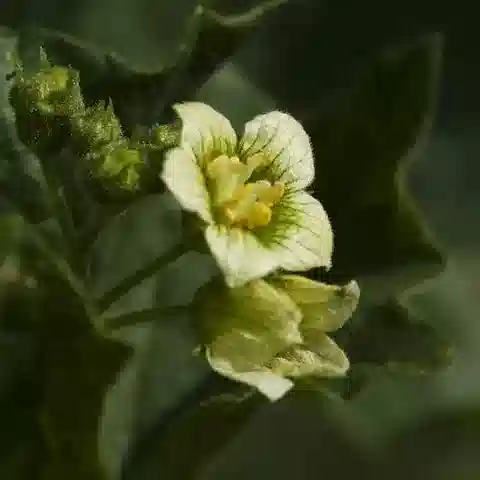 نبات البريonia cretica subsp. cretica في بيئته الطبيعية