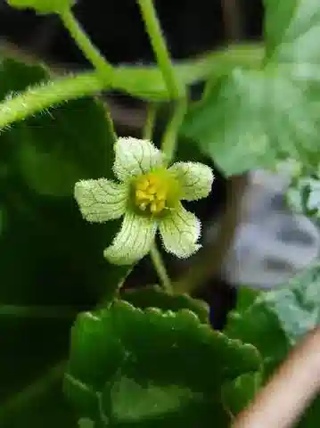 نبات البريonia syriaca في بيئته الطبيعية