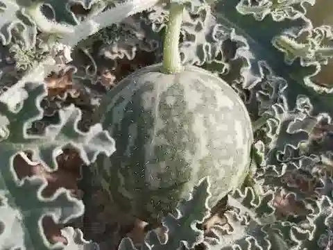 نبات البطيخ البرّي colocynthis في بيئته الطبيعية