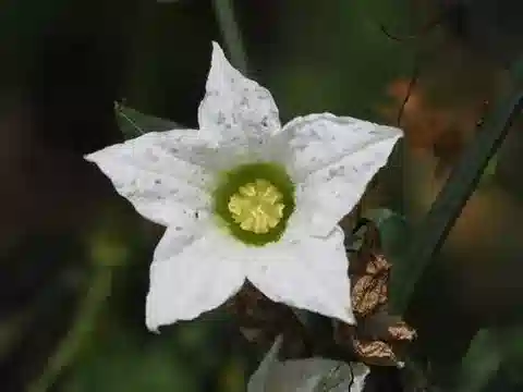 نبات الكوكينيا grandis في بيئته الطبيعية