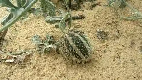 نبات الخيار ficifolius في بيئته الطبيعية