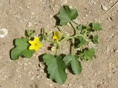 نبات الخيار melo subsp. agrestis في بيئته الطبيعية