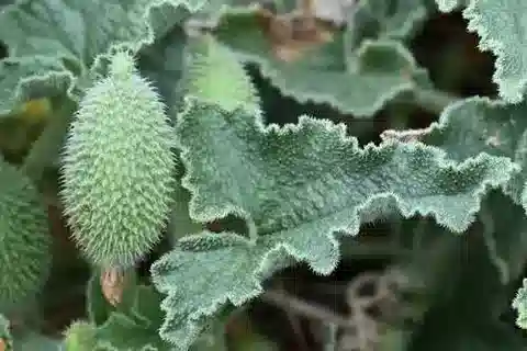 نبات الخيار الحصّى elaterium في بيئته الطبيعية